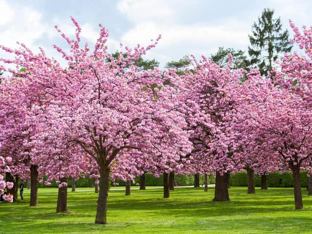 Cherry tree