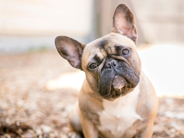 The popular French Bulldog claims the 10th spot
