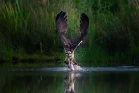 WINNER: Pete Stevens’ picture of an osprey catching a fish was the winner of the 2020 ‘Inspired By Nature’ photo competition.