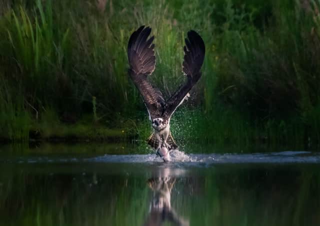 WINNER: Pete Stevens’ picture of an osprey catching a fish was the winner of the 2020 ‘Inspired By Nature’ photo competition.
