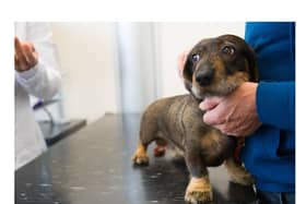 Pet Anxiety Awareness month