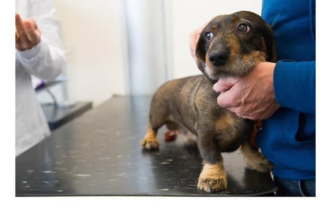 Pet Anxiety Awareness month