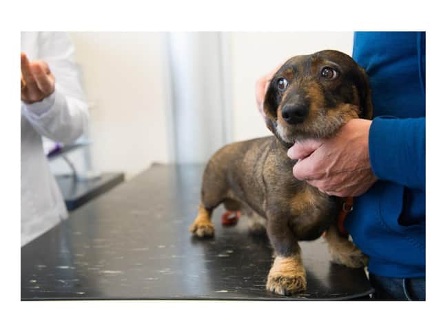Pet Anxiety Awareness month