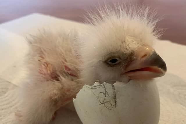 Rishi the Steller’s Sea Eagle chick.