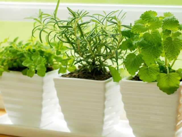 Growing herbs