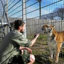 The Yorkshire Wildlife Park is closing due to coronavirus. Pictured is animal ranger Adam Spencer feeds Shuna the Tiger at the park.
