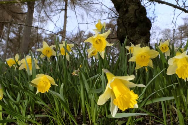 Farndale daffodils