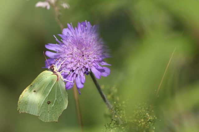 Brimstone