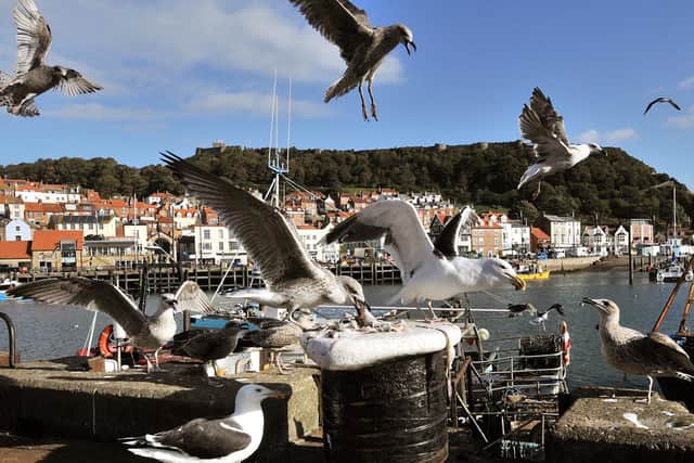 Gulls in Scarborough