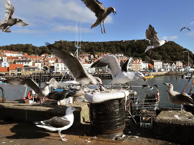 Gulls in Scarborough