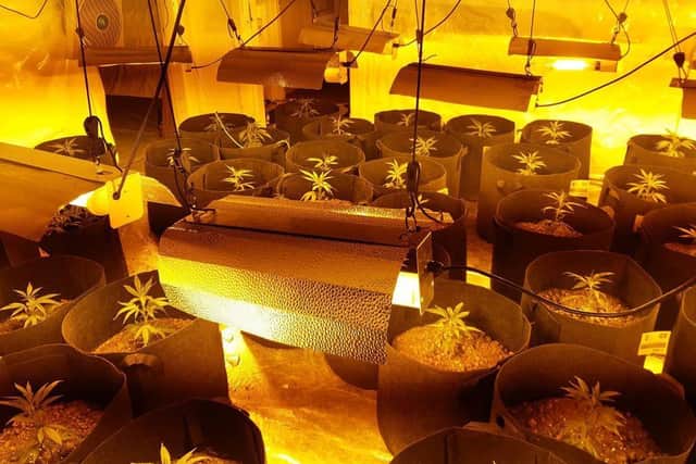 Some of the seized plants. Picture: Humberside Police
