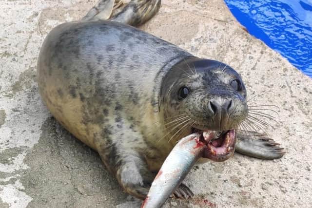 SEA LIFE Scarborough rescues more than 30 injured seal pups each year from local waters.