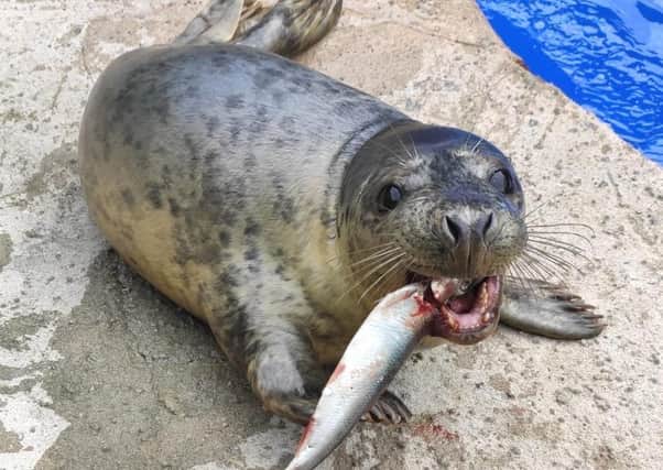 SEA LIFE Scarborough rescues more than 30 injured seal pups each year from local waters.