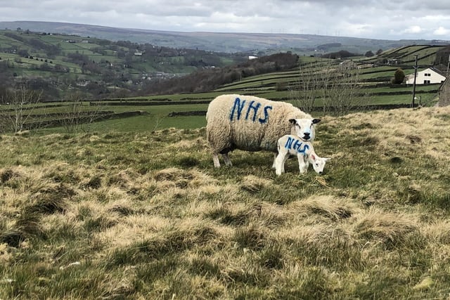 Ewe love out NHS!
Haighs Farm in Barkisland has given our NHS Heroes a baaa-rilliant thank you this lambing season, by painting  a blue NHS logo on sheep. 
Photos of a mother sheep with a  new born lamb sporting the NHS logo have been shared on Twitter, causing scrollers and ramblers alike to smile during this turbulent time.
Photo supplied by Simon Sturdee.