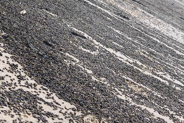 The beetles on Cayton Bay. Picture: Jack Dickens