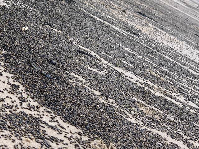 The beetles on Cayton Bay. Picture: Jack Dickens