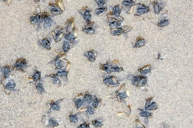 A close up of the insects on the water's edge on South Bay Scarborough. Picture: Zoe Jackson