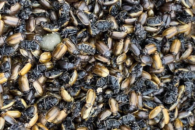 A close up of the beetles. Picture: Jack Dickens.