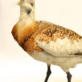 The first event looks at extinct animals