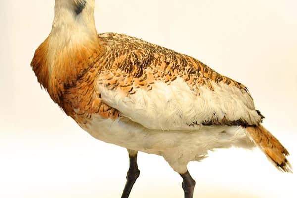 The first event looks at extinct animals