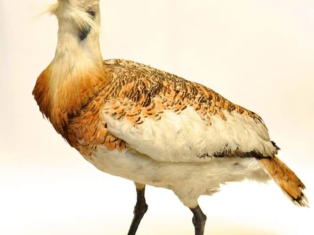 The first event looks at extinct animals