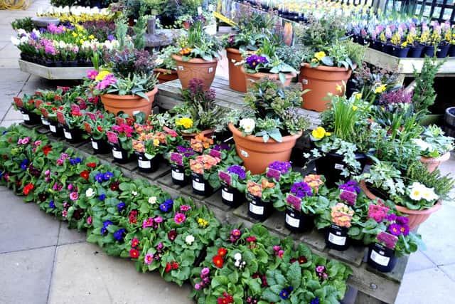 Flowers at Dean's Garden Centre in Scarborough