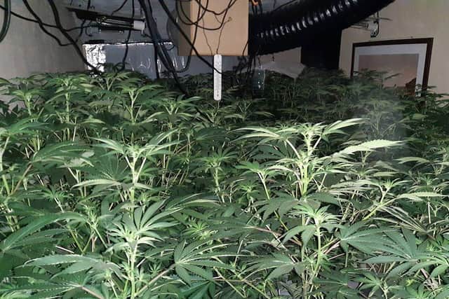 The cannabis factory found by police. Picture: Humberside Police