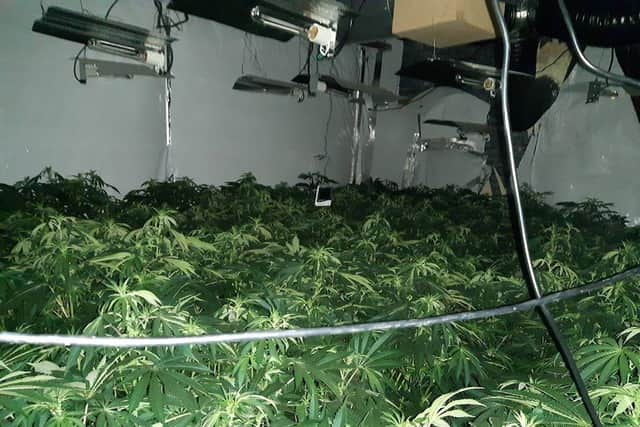 The cannabis factory found by police. Picture: Humberside Police