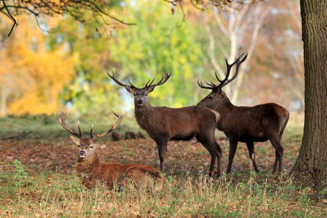 Three deer have been killed by cars