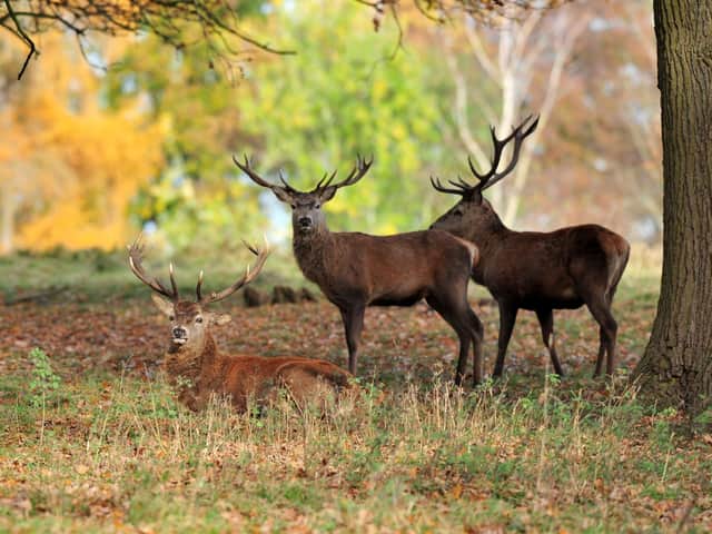 Three deer have been killed by cars