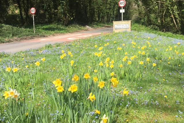 The daffodils were planted two years ago