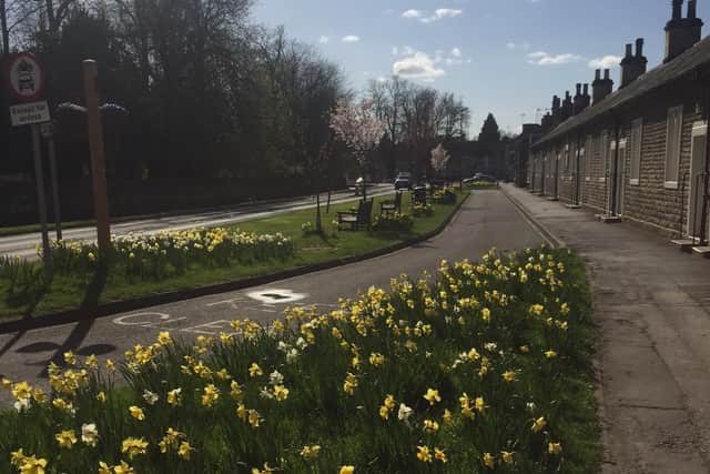 Daffodils have been a welcome sight in Thornton le Dale