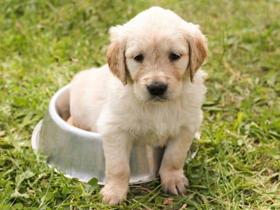 Buying a puppy during lockdown