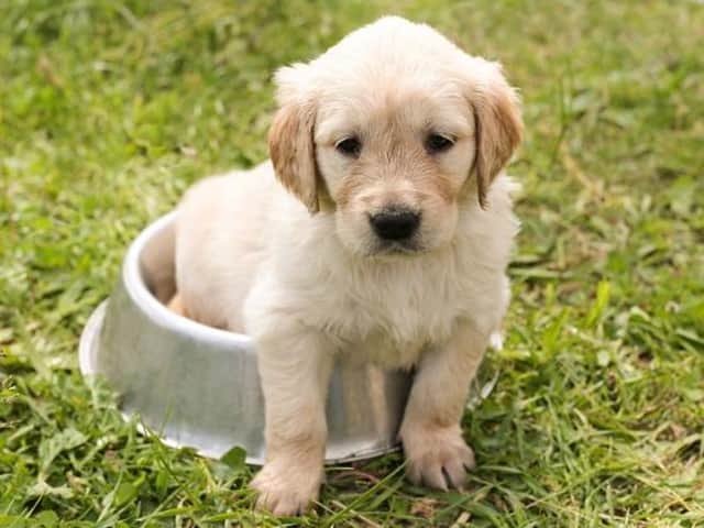 Buying a puppy during lockdown