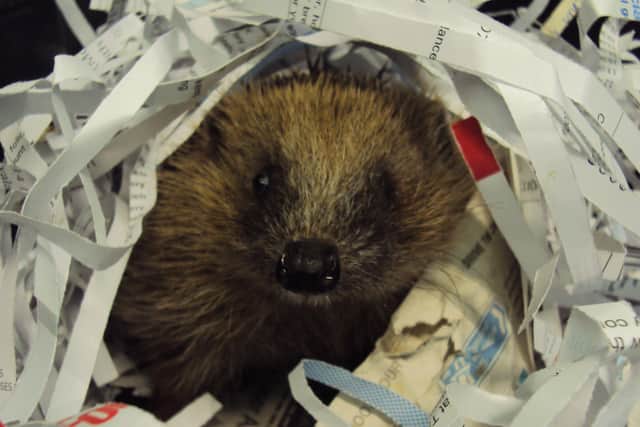 Traditionally, April starts to see more hedgehogs coming into the charity. Photo courtesy of the RSPCA