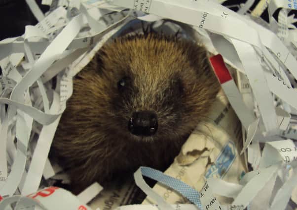 Traditionally, April starts to see more hedgehogs coming into the charity. Photo courtesy of the RSPCA