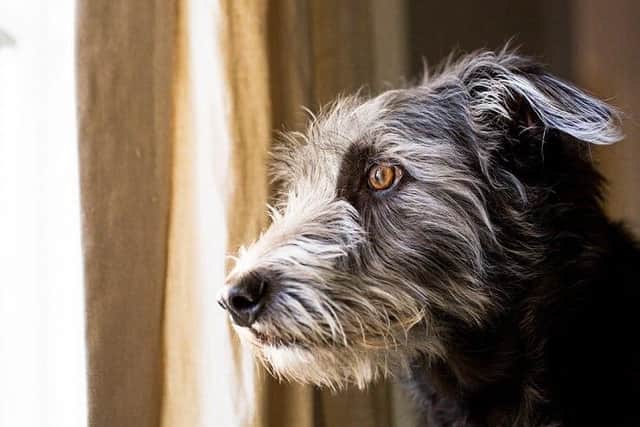 Criminals have used the outbreak of Covid-19 and social distancing to trick people into buying pets that don't exist.