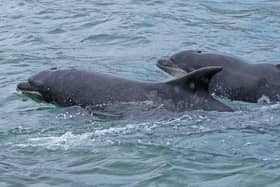 The dolphins were seen near Scarborough at the weekend. Photo: Steve Baines