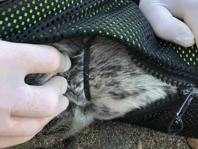 The cable tie around the seal's neck. Picture: Sea Life Scarborough