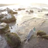 The seal returning to the sea after treatment. Picture from BDLMR video.