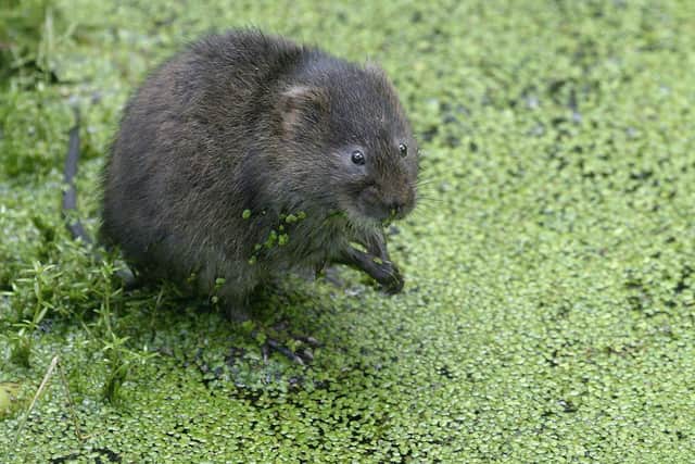 There is ongoing work to save water voles in the North York Moors National Park