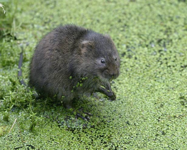 There is ongoing work to save water voles in the North York Moors National Park