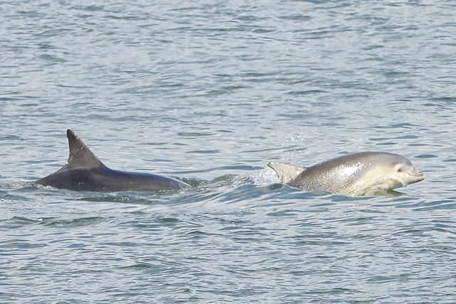 The dolphins off the coast of Scarborough. Picture by Stuart Baines/ Scarborough Porpoise