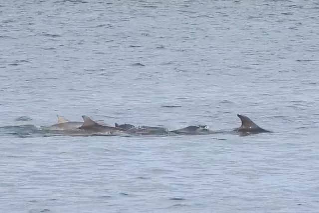 Still from the video of the dolphins off Scarborough. Photo by Stuart Baines/ Scarborough Porpoise