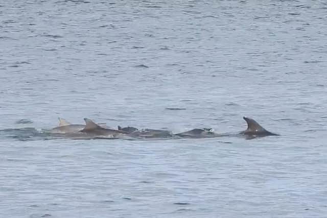 Still from the video of the dolphins off Scarborough. Photo by Stuart Baines/ Scarborough Porpoise