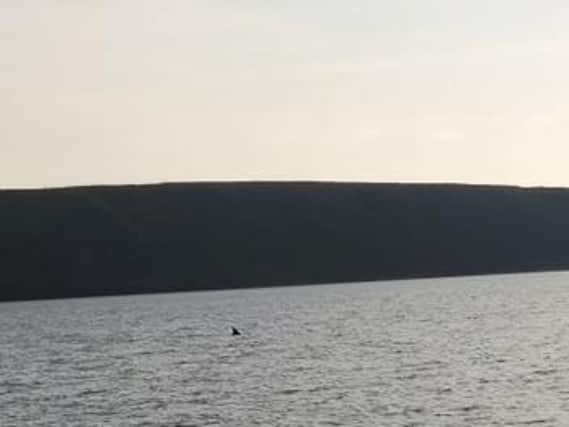He saw the whale on a clear, bright morning near Filey Sailing Club