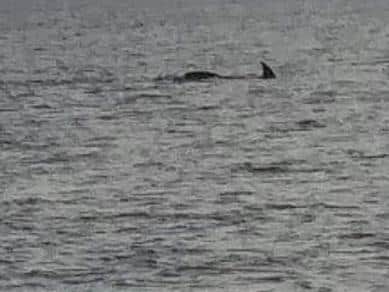 Jimmy Bright saw the minke whale just 100 yards from the shore
