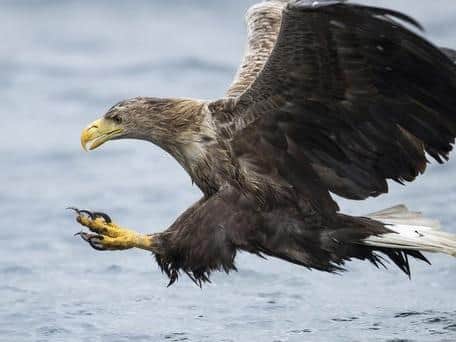 Sea eagles were reintroduced to the Isle of Wight last summer and have begun to spread their wings and explore