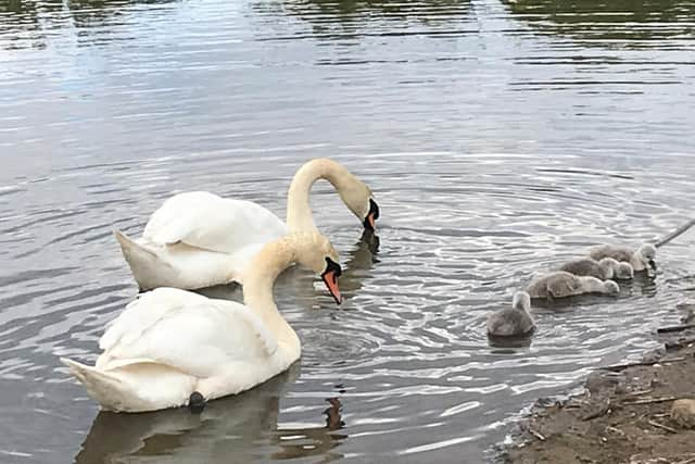 The swans and cygnets.