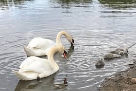 The swans and cygnets.